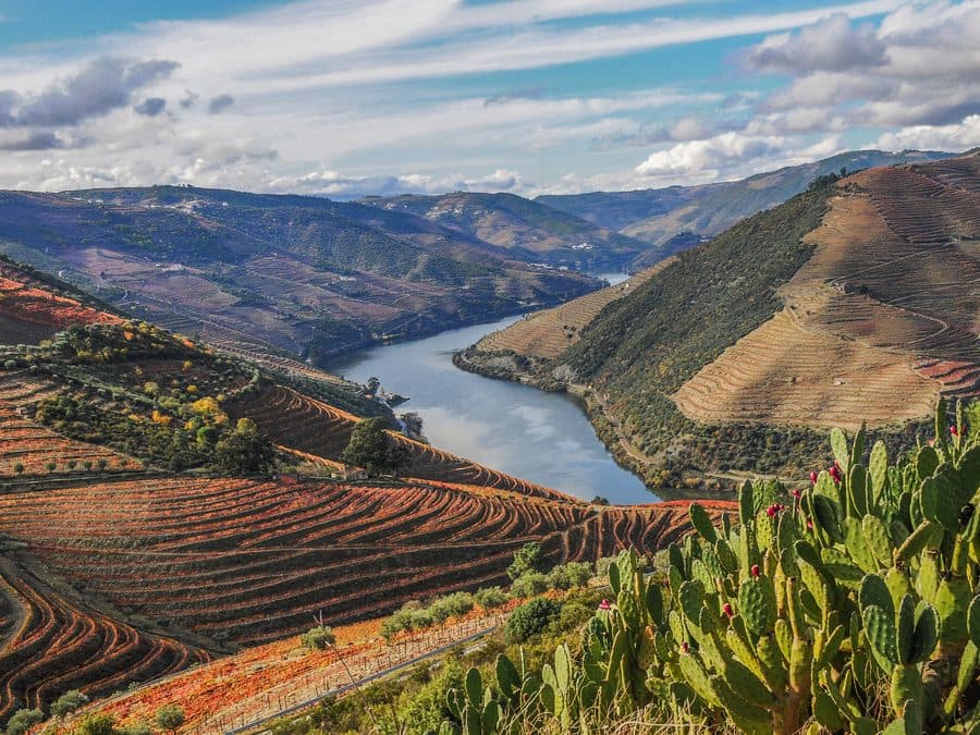 Terraced vineyards on a bend of the Douro river