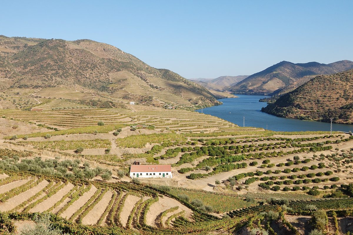Terraced vineyards stepping down to a bend in the Douro river