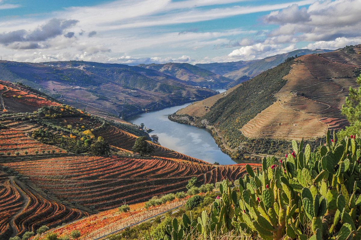Terraced vineyards on a bend of the Douro river near Pinhao